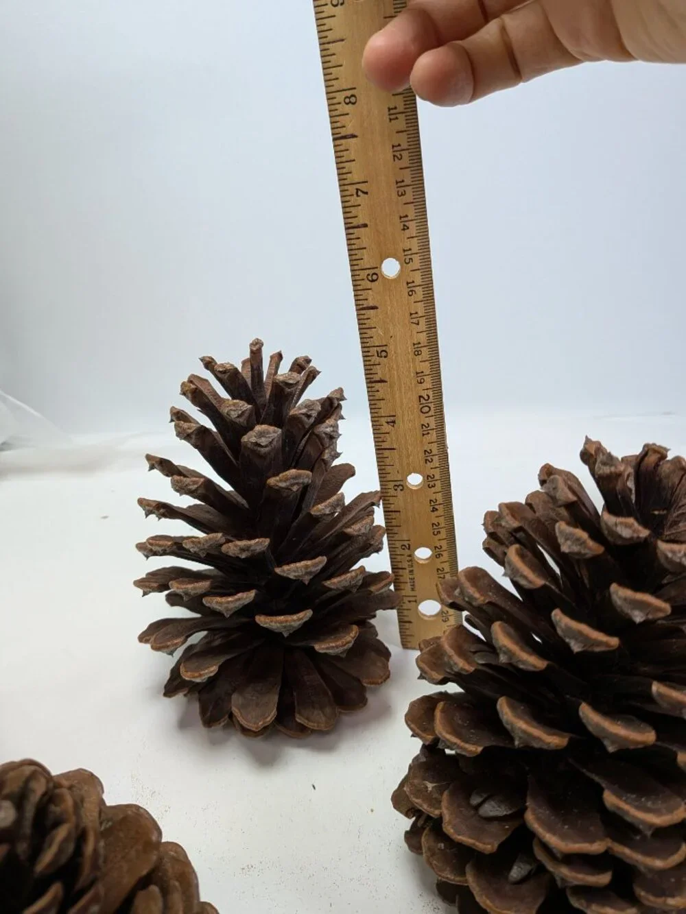 Natural Pine Cones Lot of 17 Assorted 3-4